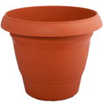 terakota-500x500_2_1874446163